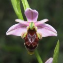 Ophrys scolopax Cav.Ophrys scolopax Cav.