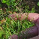 Foeniculum vulgare Mill.Foeniculum vulgare Mill.