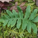 Polypodium vulgare L.Polypodium vulgare L.