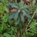 Euphorbia amygdaloides L.Euphorbia amygdaloides L.
