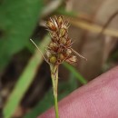 Luzula campestris (L.) DC.Luzula campestris (L.) DC.