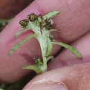 Gnaphalium uliginosum L.Gnaphalium uliginosum L.