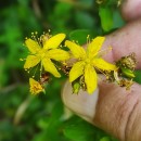 Hypericum perforatum L. subsp. perforatumHypericum perforatum L. subsp. perforatum