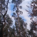 Eucalyptus globulus Labill.Eucalyptus globulus Labill.