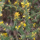 Ulex gallii Planch. subsp. galliiUlex gallii Planch. subsp. gallii