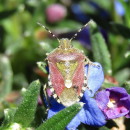 Dolycoris baccarum (Linnaeus, 1758)Dolycoris baccarum (Linnaeus, 1758)