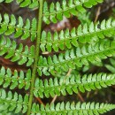 Polystichum setiferum (Forssk.) Woyn.Polystichum setiferum (Forssk.) Woyn.