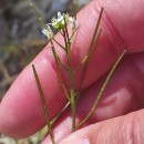 Cardamine flexuosa With.Cardamine flexuosa With.