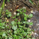 Nasturtium officinale R. Br.Nasturtium officinale R. Br.