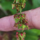 Rumex obtusifolius L.Rumex obtusifolius L.