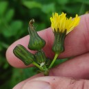 Sonchus oleraceus L.Sonchus oleraceus L.