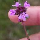 Thymus longicaulis C. PreslThymus longicaulis C. Presl
