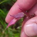 Serapias lingua L.Serapias lingua L.