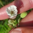 Silene vulgaris (Moench) Garcke subsp. vulgaris .Silene vulgaris (Moench) Garcke subsp. vulgaris .