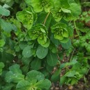 Euphorbia helioscopia  L.Euphorbia helioscopia  L.