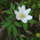 Anemone nemorosa L.Anemone nemorosa L.
