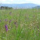Anacamptis morio (L.) R.M.Bateman, Pridgeon & M.W.ChaseAnacamptis morio (L.) R.M.Bateman, Pridgeon & M.W.Chase