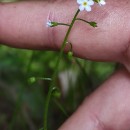 Myosotis secunda A. MurrayMyosotis secunda A. Murray