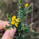 Genista berberidea LangeGenista berberidea Lange