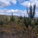 Pinus radiata D. DonPinus radiata D. Don