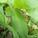 Valeriana dioica L.Valeriana dioica L.