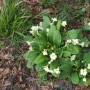 Primula vulgaris Huds.Primula vulgaris Huds.