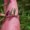 Vicia sativa L. subsp. nigra Ehrh.Vicia sativa L. subsp. nigra Ehrh.