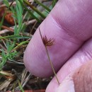 Juncus capitatus WeigelJuncus capitatus Weigel