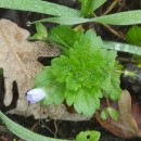 Veronica persica Poir.Veronica persica Poir.