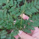 Dryopteris dilatata (Hoffm.) A. GrayDryopteris dilatata (Hoffm.) A. Gray