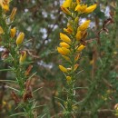 Ulex gallii Panch. subsp. breoganii (Castrov. & Valdés Berm.) Rivas Mart., T.E. Díaz, Fern. Prieto, Loidi & PenasUlex gallii Panch. subsp. breoganii (Castrov. & Valdés Berm.) Rivas Mart., T.E. Díaz, Fern. Prieto, Loidi & Penas