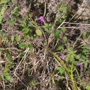 Clinopodium vulgare  L.Clinopodium vulgare  L.