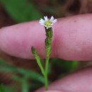 Symphyotrichum squamatum (Spreng.) G.L.NesomSymphyotrichum squamatum (Spreng.) G.L.Nesom