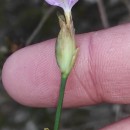 Petrorhagia nanteuillii (Burnat) P.W. Ball & HeywoodPetrorhagia nanteuillii (Burnat) P.W. Ball & Heywood