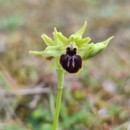 Ophrys sphegodes Mill.Ophrys sphegodes Mill.