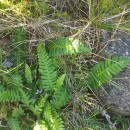 Struthiopteris spicant (L.) WeissStruthiopteris spicant (L.) Weiss