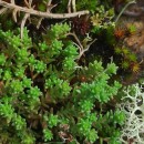 Sedum anglicum Huds.Sedum anglicum Huds.