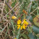 Ulex gallii Planch. subsp. galliiUlex gallii Planch. subsp. gallii