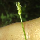 Eleocharis acicularis (L.) Roem. & Schult.Eleocharis acicularis (L.) Roem. & Schult.