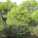 Pinus pinea L.Pinus pinea L.