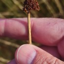 Juncus conglomeratus L.Juncus conglomeratus L.