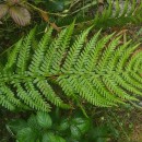 Dryopteris filix-mas (L.) SchottDryopteris filix-mas (L.) Schott
