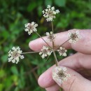 Peucedanum lancifolium LangePeucedanum lancifolium Lange