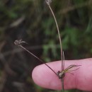 Juncus bulbosus L.Juncus bulbosus L.