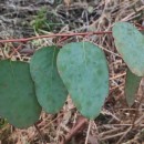 Eucalyptus nitens (H. Deane & Maiden) MaidenEucalyptus nitens (H. Deane & Maiden) Maiden