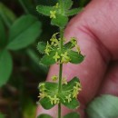 Cruciata glabra (L.) Ehrend. subsp. hirticaulis (Beck) Natali & JeanmCruciata glabra (L.) Ehrend. subsp. hirticaulis (Beck) Natali & Jeanm