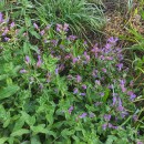 Echium rosulatum LangeEchium rosulatum Lange