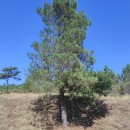 Pinus pinaster AitonPinus pinaster Aiton