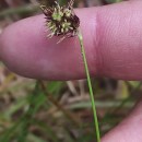 Luzula campestris (L.) DC.Luzula campestris (L.) DC.