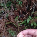 Digitaria sanguinalis (L.) Scop.Digitaria sanguinalis (L.) Scop.